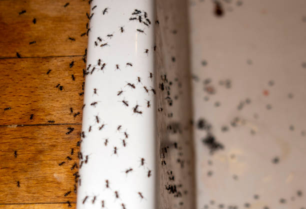 Best Affordable Pest Control Services  in Wright, WY