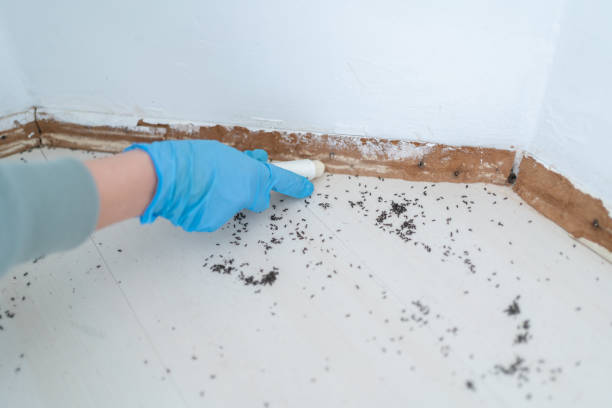 Best Exterminator Services  in Wright, WY